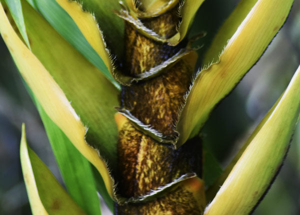 Abstract Images from Nature