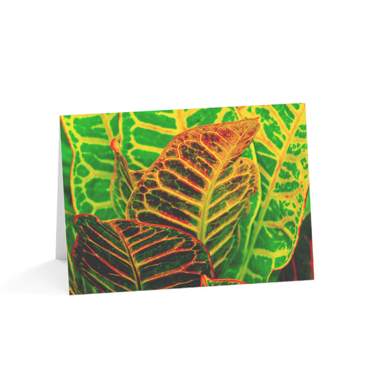 Blank Note Cards, "Green Croton" Photograph by Kim A. Bailey (1, 10, 30, or 50 pcs.)