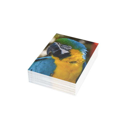 Note Cards "Blue and Gold Macaw" by Kim A. Bailey (1, 10, 30, and 50 pcs.)