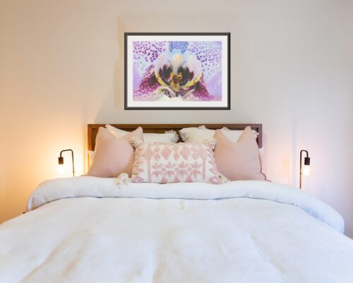 Phalaenopsis Orchid image 3