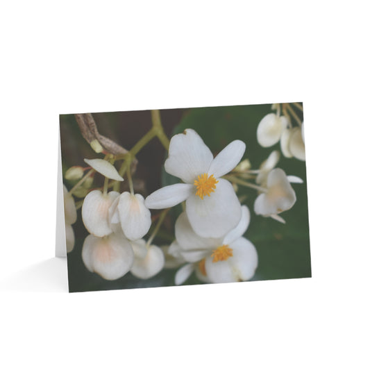 White Begonias Note Cards (1, 10, 30, and 50 pcs.)