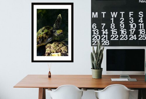 Sea Turtle in Water image 1