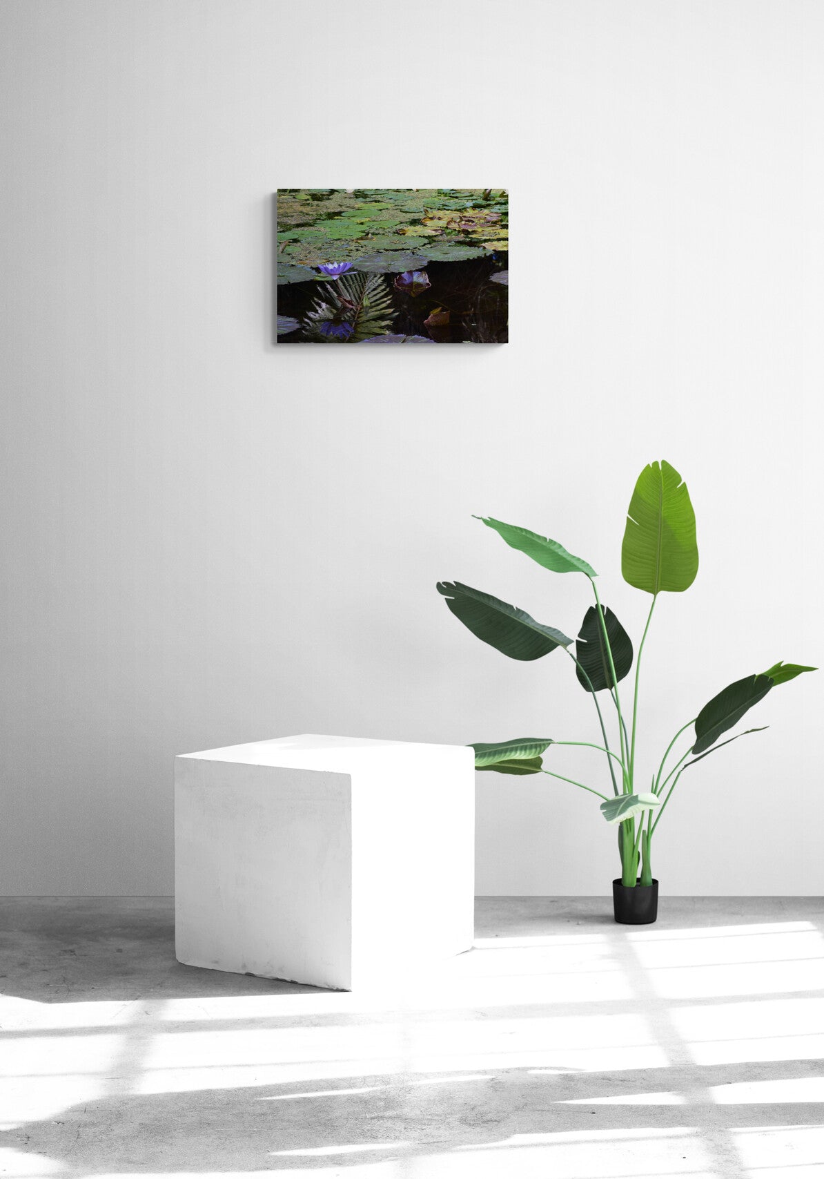 Blue Aster Water Lily Reflections image 4