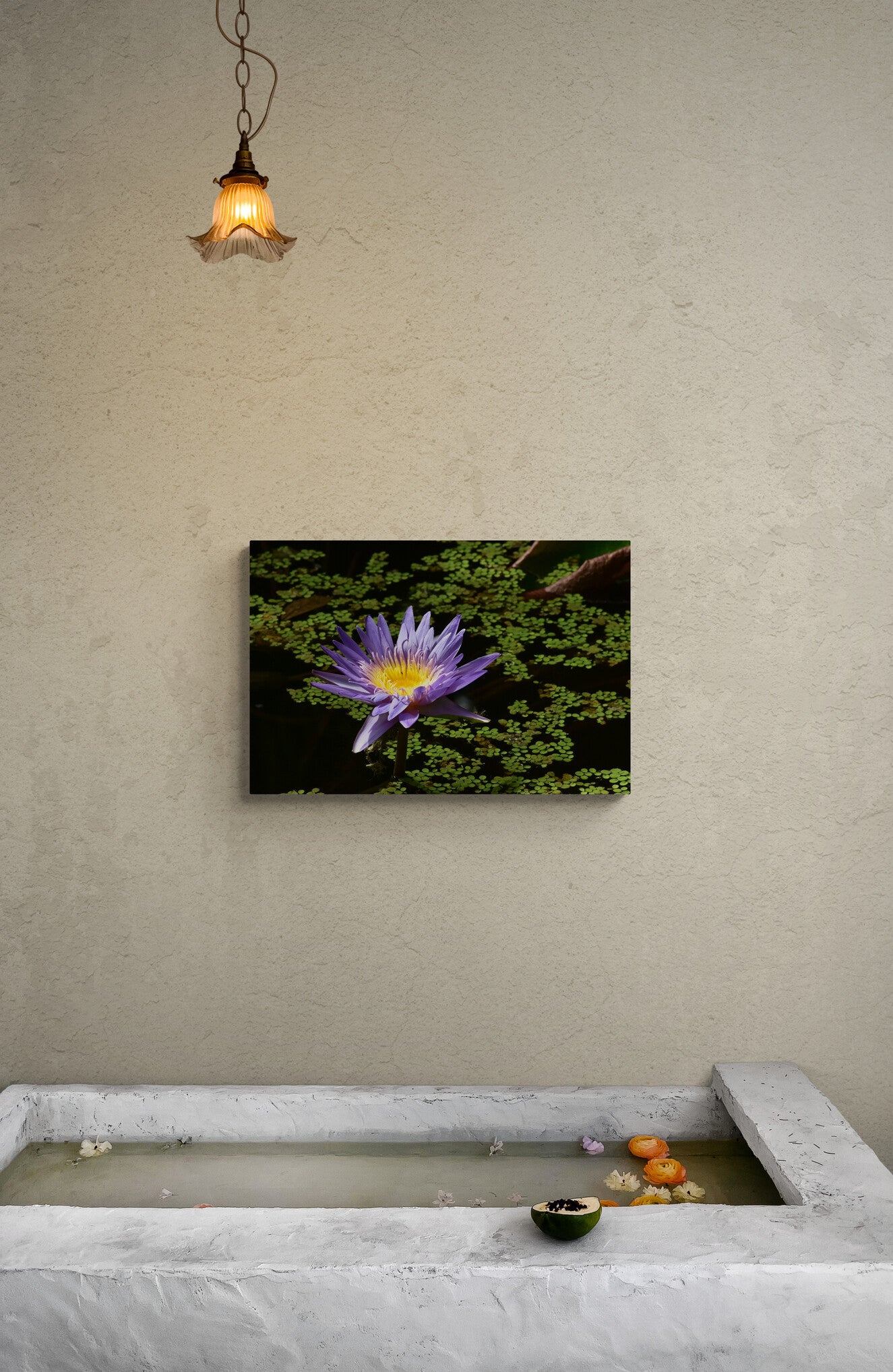 Blue Aster Water Lily with Green Leaves image 3