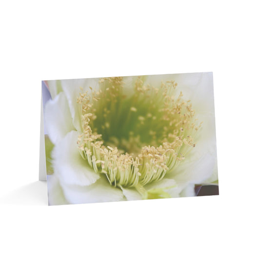 Blank Note Cards, "Night Bloomer" Photograph by Kim A. Bailey (1, 10, 30, or 50 pcs.)