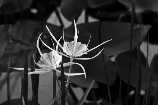 Black and white photograph of an Alligator Lily flower with a blurred background. Alligator Lily, Original photograph by Kim A. Bailey
