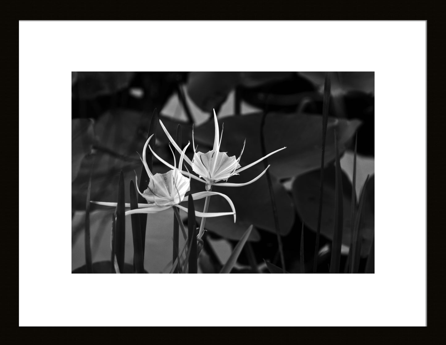 Alligator Lily, Original photograph by Kim A. Bailey