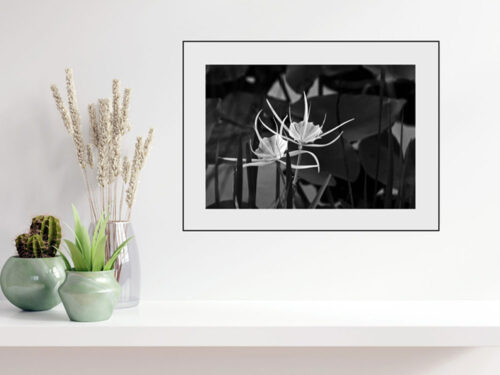 Alligator Lily, Original photograph by Kim A. Bailey