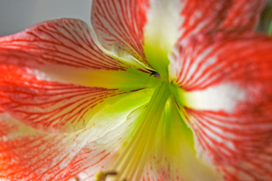 Close-up of a red and white amaryllis flower with a green center, highlighting intricate petal textures and vibrant colors. Amaryllis, Original Photograph by Kim A. Bailey