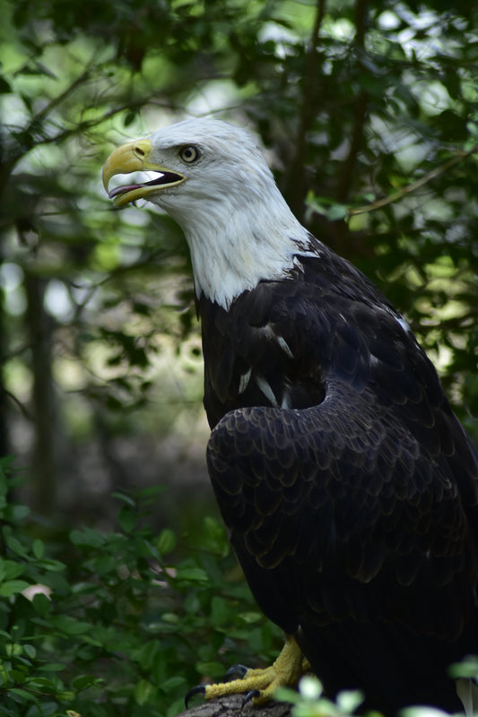 A photograph of an American Bald Eagle perched on a branch with foliage in the background. American Bald Eagle