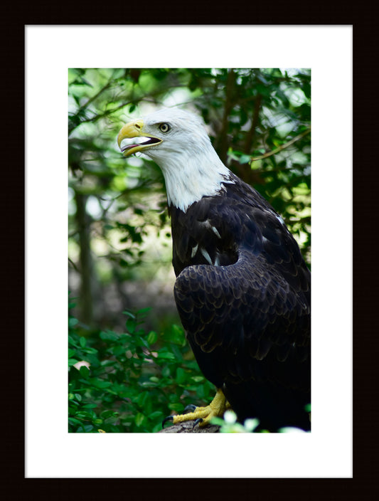 American Bald Eagle Original Photograph by Kim A. Bailey