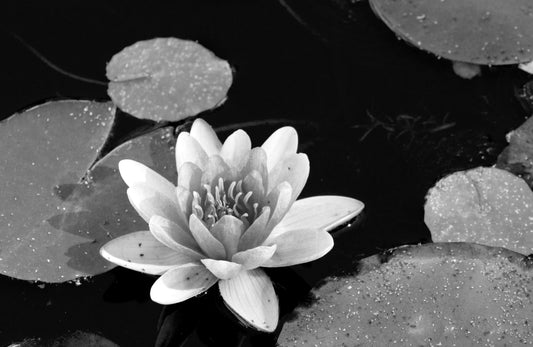 A black and white photograph of a water lily with surrounding leaves in the water.
