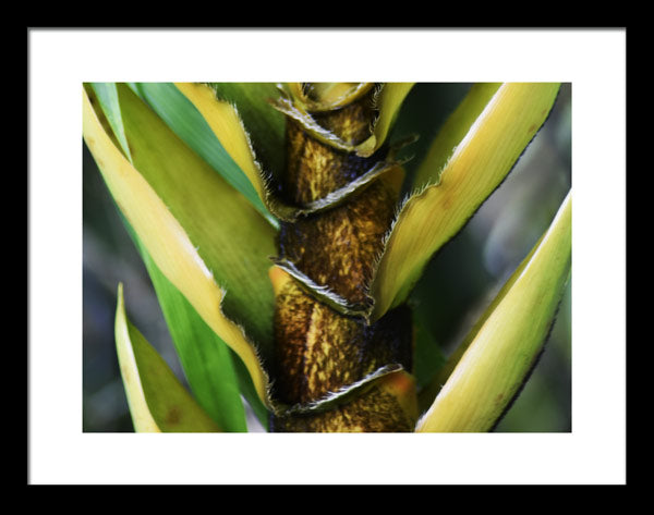 Bamboo-Close Original Photograph by Kim A. Bailey