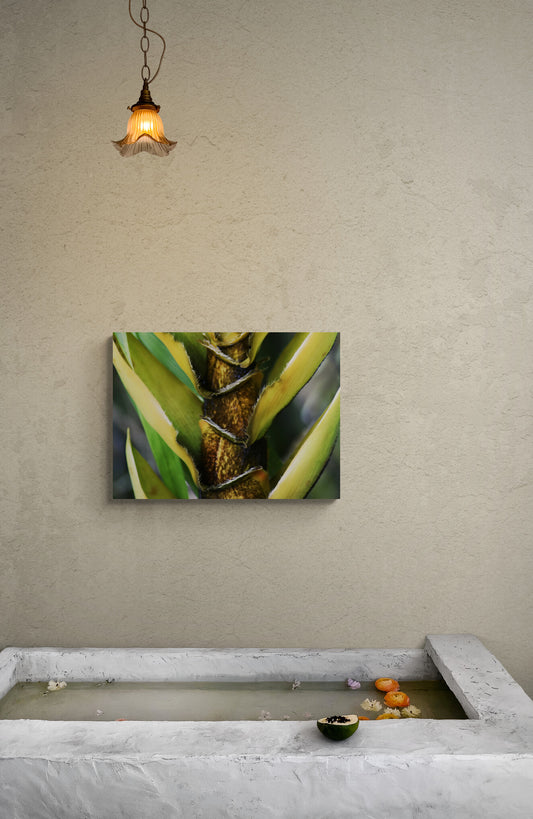 Bamboo-Close Original Photograph by Kim A. Bailey