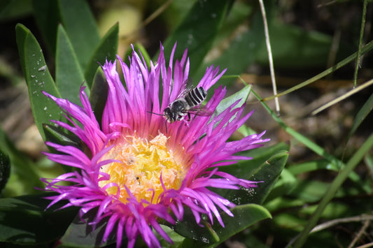 Beefsteak flower with a bee on a blurred green background