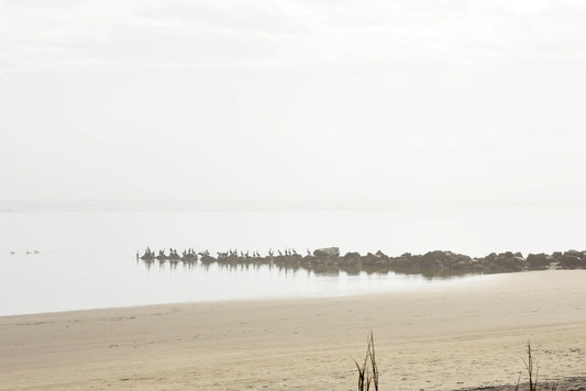 A photograph of birds perched on rocks along a rocky shore with Breach Inlet in the background, Isle of Palms, South Carolina.