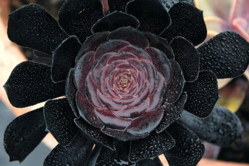 Black and Green Succulent