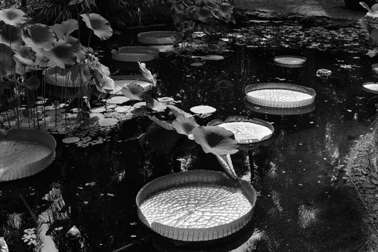 Black and white photograph of giant lily pads on water, with reflecting light creating a metallic effect on the pads. Black and White Giant Lily Pads, Original Photograph by Kim A. Bailey