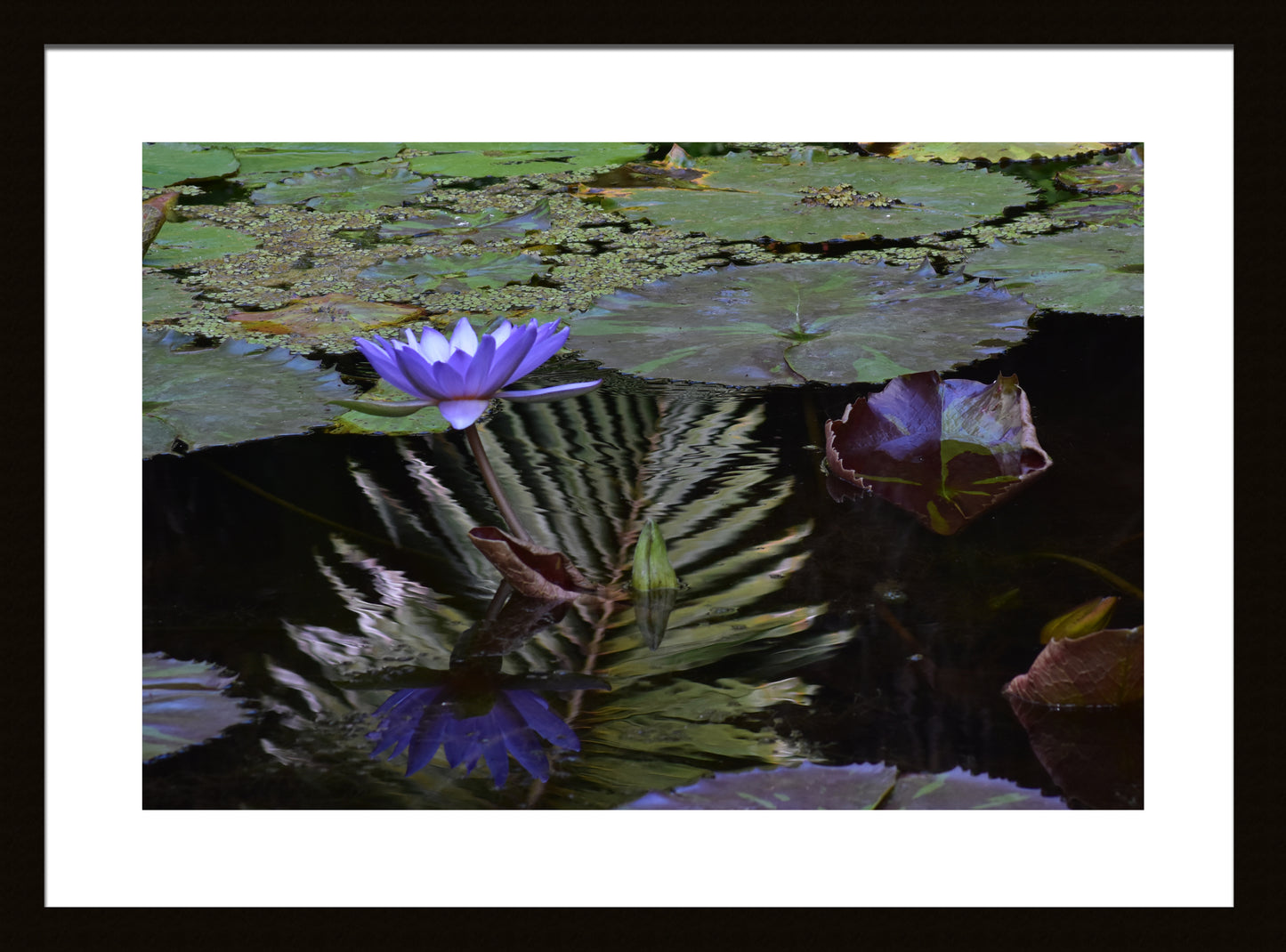 Blue Aster Water Lily Reflections