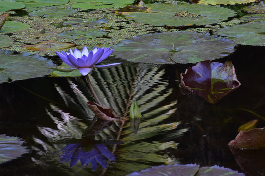A photograph of a purple water lily with reflections in the water, surrounded by green lily pads.