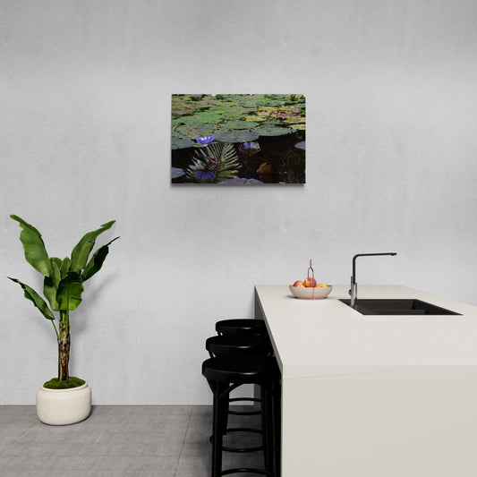 Blue_Aster_Reflection Original Photograph by Kim A. Bailey in a Modern White Kitchen