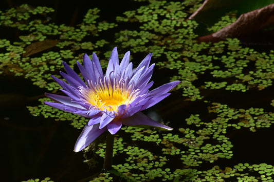 A color photograph of a blue aster water lily with green leaves, floating on dark water, taken in Vero Beach, Florida. Blue Aster Water Lily with Green Leaves, Original Photograph by Kim A. Bailey
