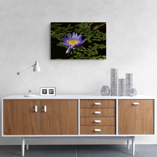 Blue Aster Water Lily with Green Leaves, Original Photograph by Kim A. Bailey