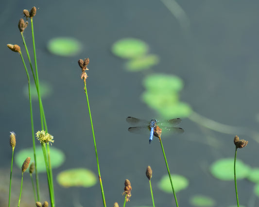 Dragonfly perched on a grass stem with a blurred water background