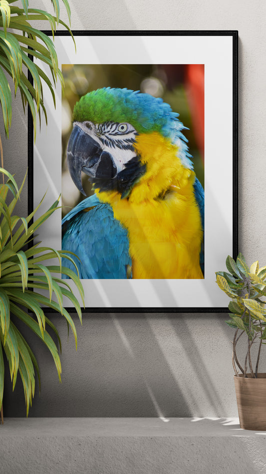 A framed wall art print featuring a close-up photograph of a blue-and-yellow macaw, displayed on a gray wall between potted green plants.