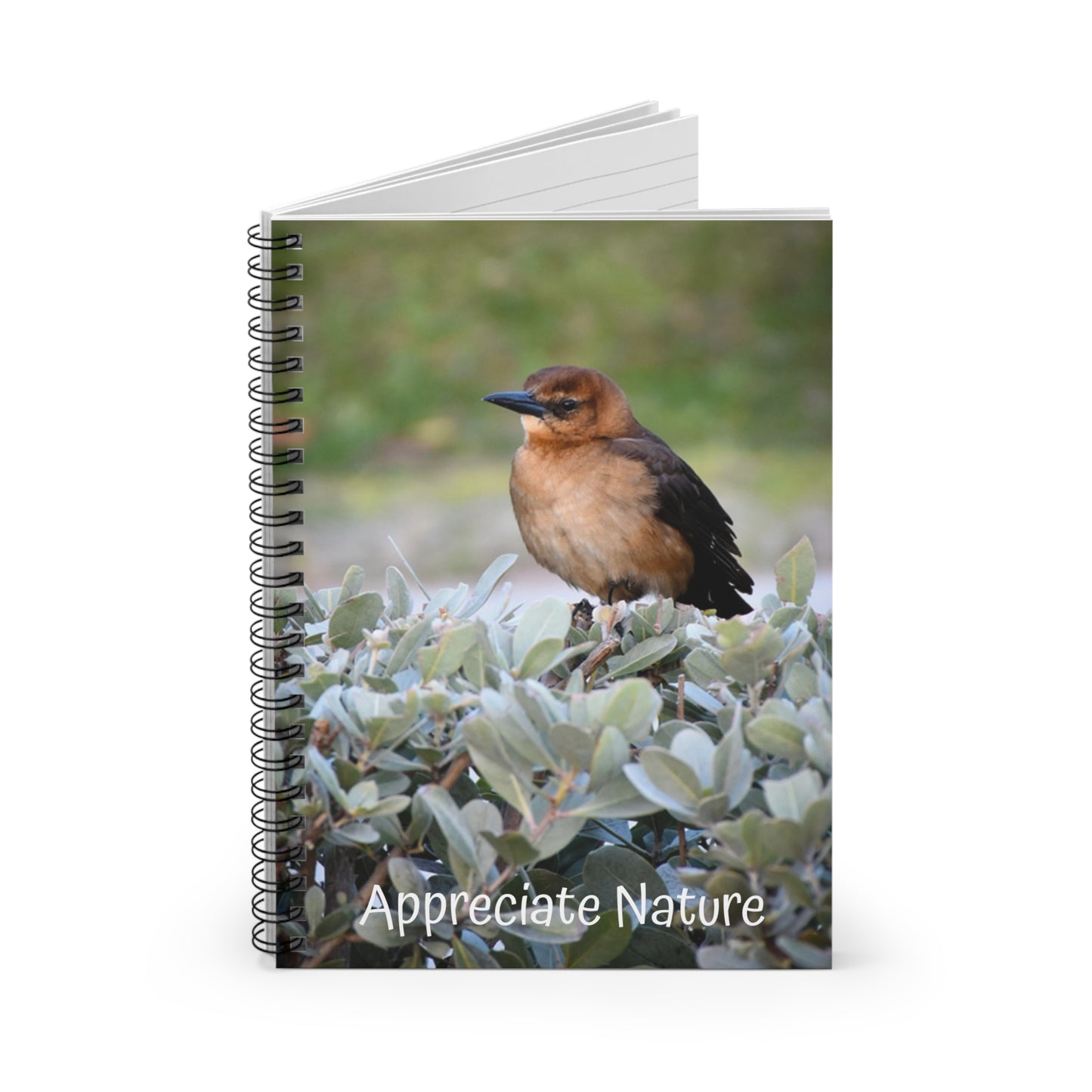 Boat-Tailed Grackle Spiral Notebook: Kim A. Bailey Photograph