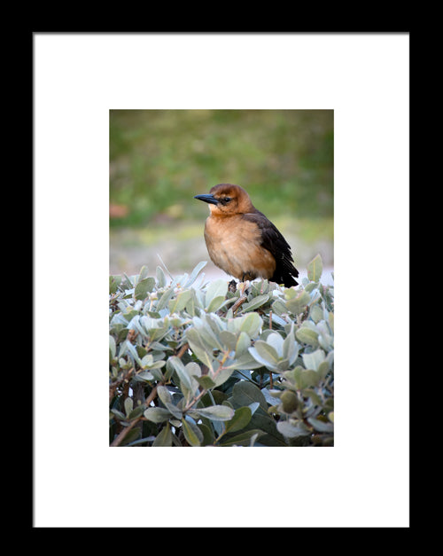 Boat-tailed Grackle, Original Photograph by Kim A. Bailey