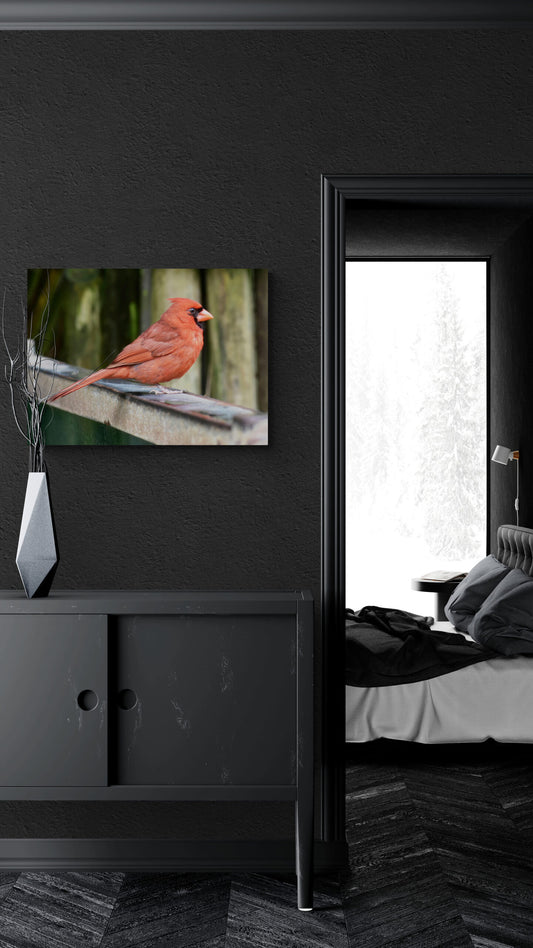 Male Red Cardinal, Original Photograph by Kim A. Bailey
