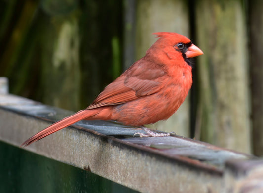 A vivid red male cardinal bird perched on a wooden fence. Cardinal, Original Photograph by Kim A. Bailey