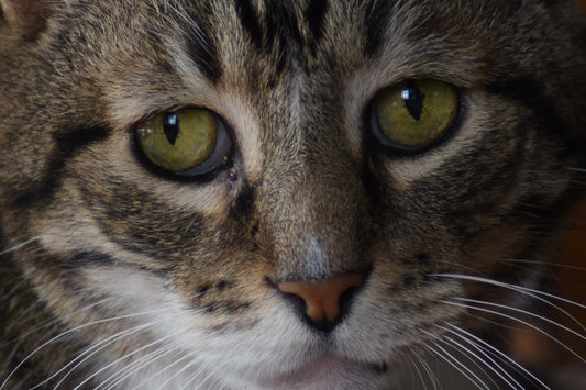 Close-up color photograph of a cat's face, showcasing its eyes and part of its muzzle. Cat Eye Closeup, Original Photograph by Kim A. Bailey