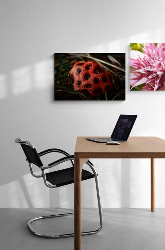 Clathrus Ruber Original Photograph by Kim A. Bailey Hanging in a simple office