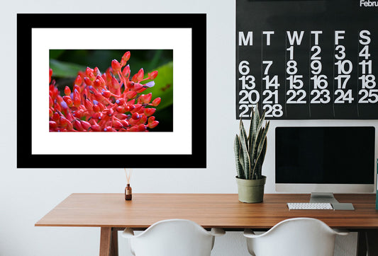 Red Bromeliad Flower