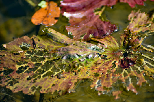 Photograph of decaying leaves in water showcasing orange, red, and green colors with a blurred background. Decaying Leaves in Water (Orange, Red, and Green)