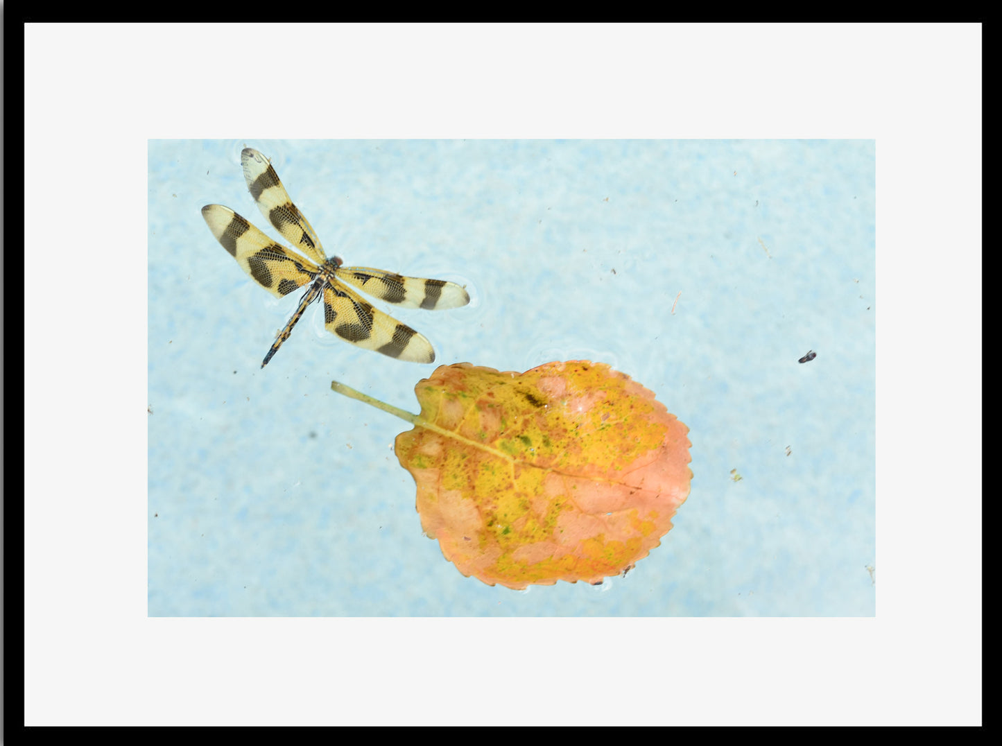 Dragonfly and Leaf, Original Photograph by Kim A. Bailey
