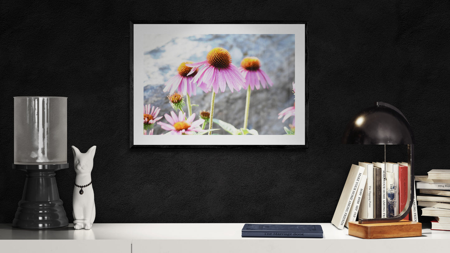 Framed photograph of pink flowers on a dark wall with decorative items. Echinacea Flower, Original Photograph by Kim A. Bailey