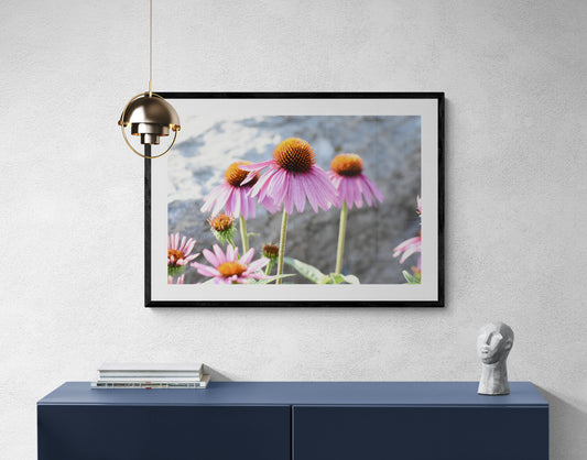 Framed photograph of pink flowers on a wall above a blue cabinet. Echinacea Flower, Original Photograph by Kim A. Bailey