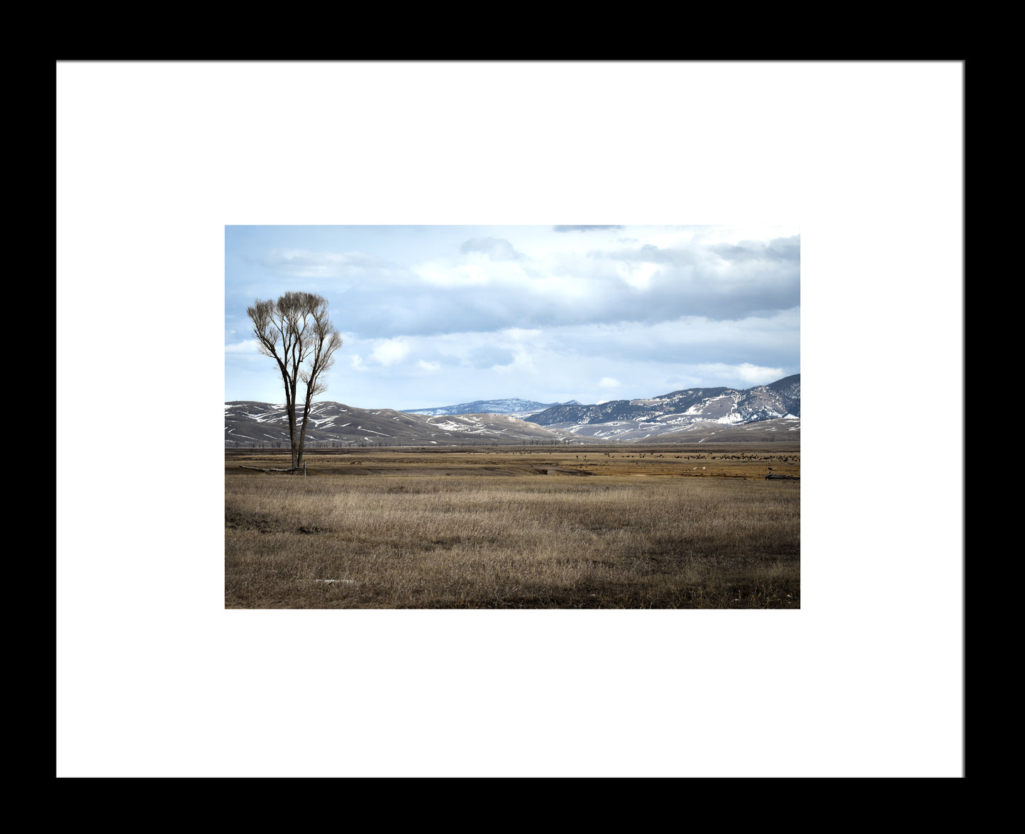 Elk-Preserve Original Photograph by Kim A. Bailey