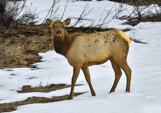Elk standing in a snowy landscape with bare trees and rocks.