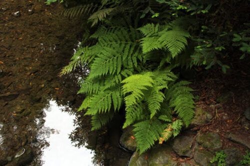 A photograph of lush green ferns beside a stream in a wooden forest setting. Ferns in the Woods