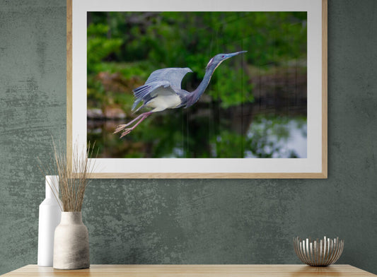 Flying-Heron- Original Photograph by Kim A. Bailey Hanging over a table