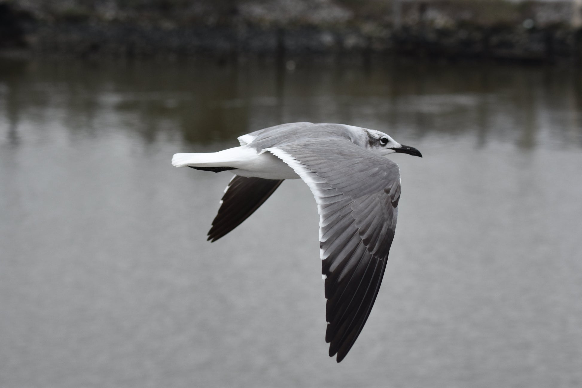 A photograph of a seagull in flight, with wings extended, captured over a body of water. Flying Seagull, Original Photograph by Kim A. Bailey