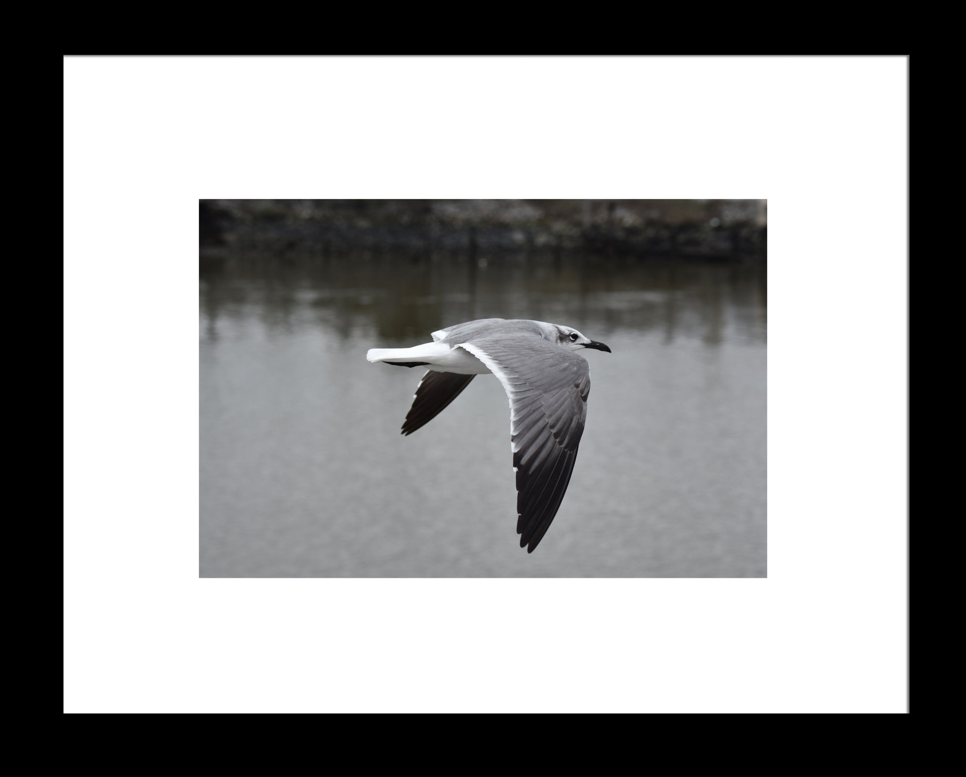 Flying Seagull, Original Photograph by Kim A. Bailey