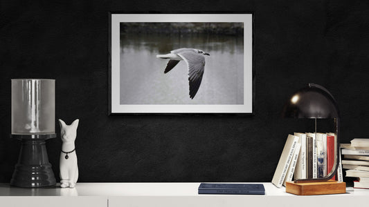 Framed black and white photo of a bird over water on a dark wall with decorative items. Flying Seagull, Original Photograph by Kim A. Bailey