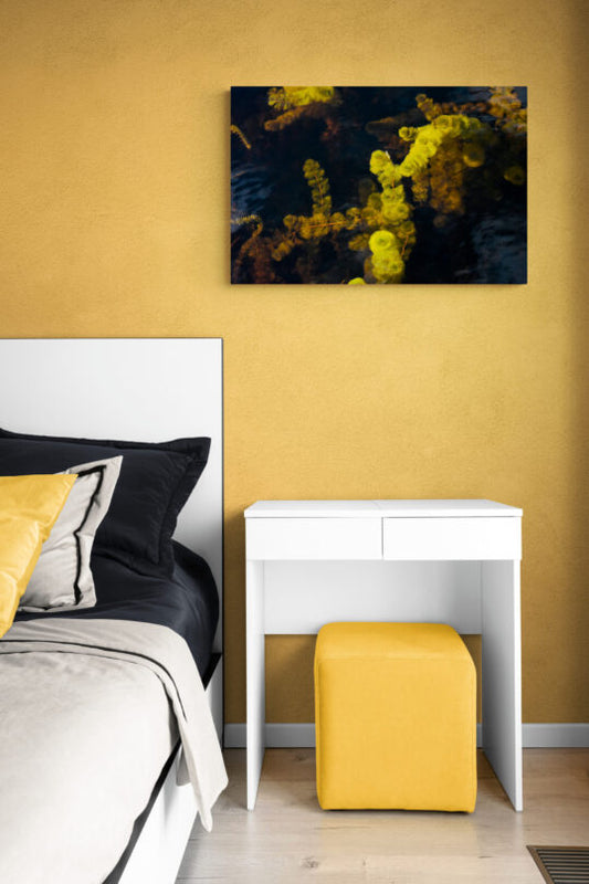 Freshwater Plants in the Everglades (Cabomba), Original Photograph by Kim A. Bailey