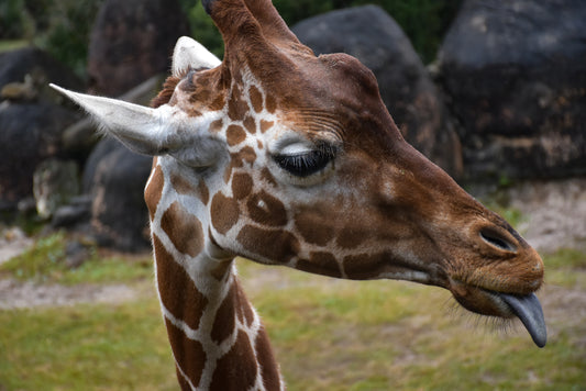 Close-up of a giraffe's head with a prominent tongue sticking out, showcasing the animal's large eye, ossicones, and distinctive coat pattern of tan and brown spots.
