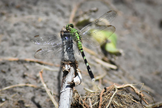 Dragonfly perched on a branch with a blurred natural background